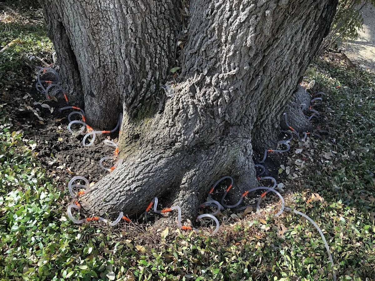 Detailed Tree Cabling and Bracing job site in Andersonville