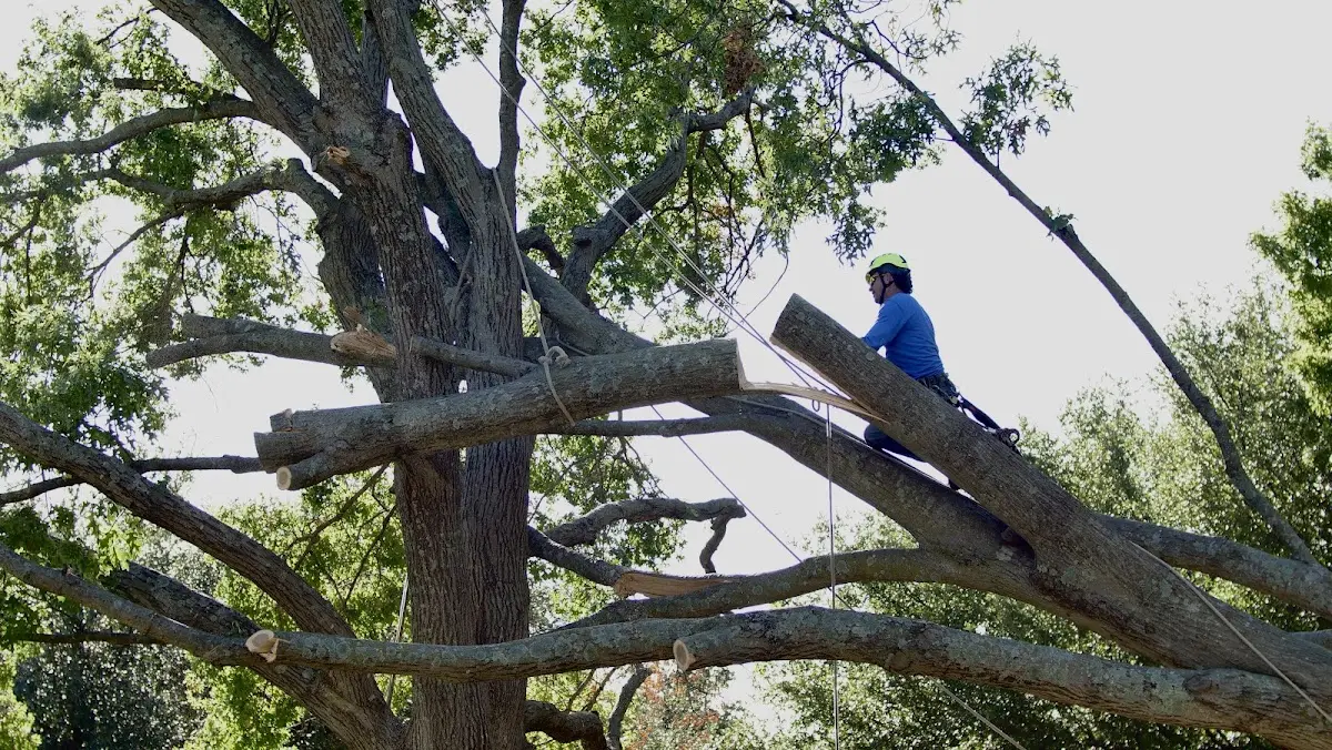 Professional Hazardous Tree Removal performed by certified arborists in Andersonville
