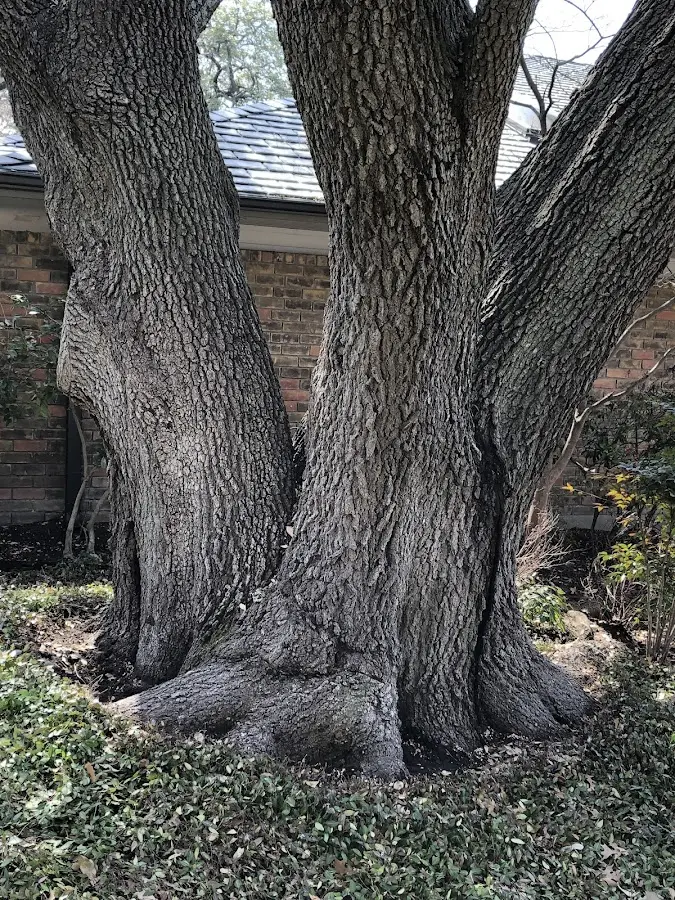 Mature heritage tree close to a Andersonville property cared for by certified arborists